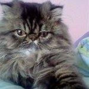 Meet your Posher, Bobcat